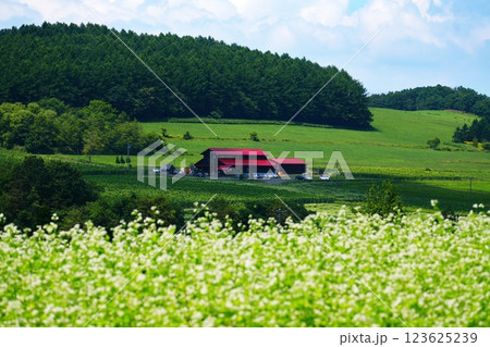 北海道にある丘のぶどう畑とワイナリーの絶景 123625239