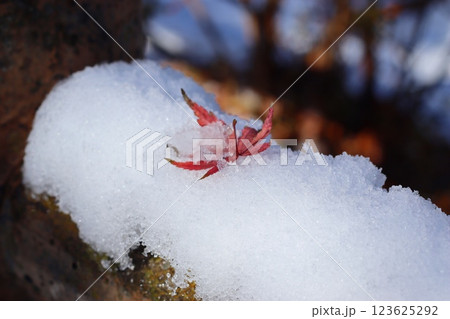 雪の中で落ちた紅葉 123625292