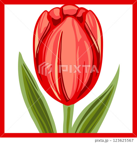 Beautiful red tulip illustration design 123625567