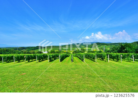 北海道三笠市のぶどう畑 北海道三笠市のぶどう畑 123625576