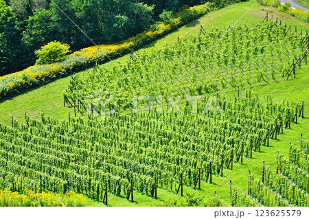 ぶどう畑 123625579