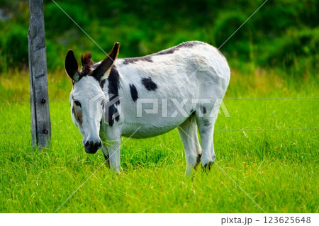 A curious donkey standing in a lush green pasture, looking at the camera. A curious donkey standing in a lush green pasture, looking at the camera. 123625648