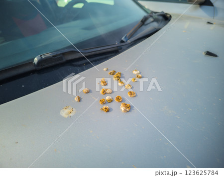 bird droppings on grey car bonnet bird droppings on grey car bonnet 123625784