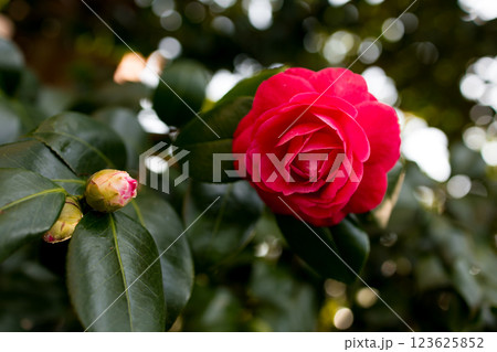 Close-up of vibrant red rose in bloom with bud amidst lush green leaves 123625852