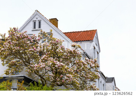 White house with tiled roof and a blooming magnolia tree. White house with tiled roof and a blooming magnolia tree. 123626562