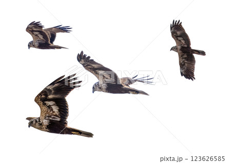 飛翔するチュウヒの切り抜き画像 123626585