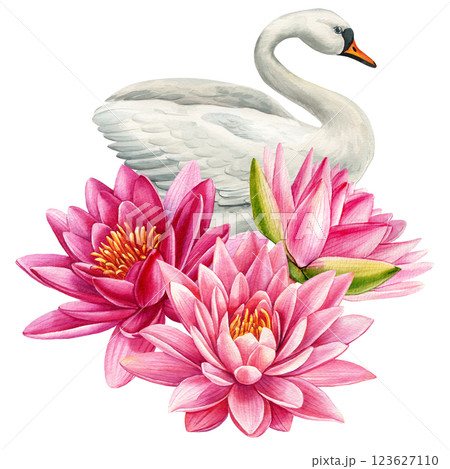 White swan with blooming pink water lilies, watercolor painting. Elegant nature art design. Water lilies and birds White swan with blooming pink water lilies, watercolor painting. Elegant nature art design. Water lilies and birds 123627110