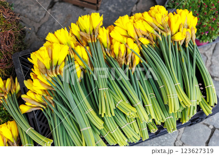 Bunches of bright yellow daffodils with tall green stems are bound together, ready for sale at flower market on city street. Springtime nature Easter symbol Narcissus blossoming plant Bunches of bright yellow daffodils with tall green stems are bound together, ready for sale at flower market on city street. Springtime nature Easter symbol Narcissus blossoming plant 123627319