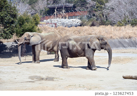 動物園で飼育されている象 動物園で飼育されている象 123627453