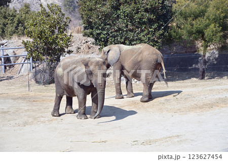 動物園で飼育されている象 動物園で飼育されている象 123627454