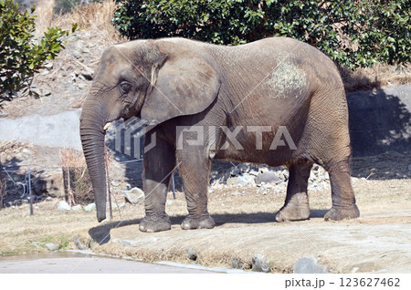 動物園で飼育されている象 動物園で飼育されている象 123627462