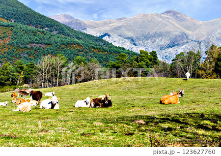 Group of cows grazing in the green fields of Ribes and Freser in Girona, Spain Group of cows grazing in the green fields of Ribes and Freser in Girona, Spain 123627760