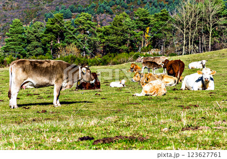 Group of cows grazing in the green fields of Ribes and Freser in Girona, Spain 123627761