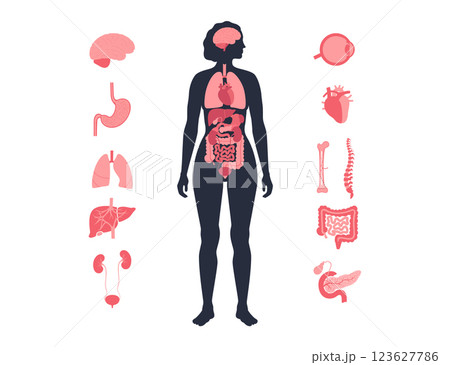 Human internal organs Human internal organs 123627786
