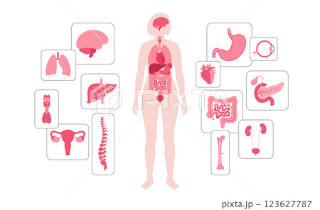Human internal organs Human internal organs 123627787