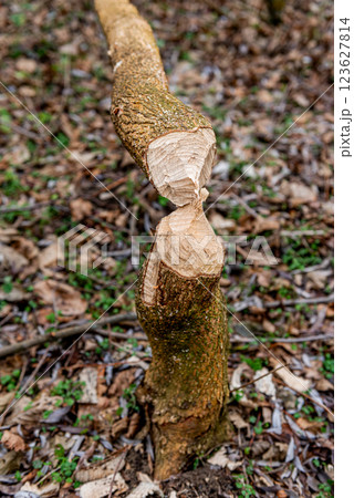 beaver-chewed tree trunks in the forest next to a stream. 123627814
