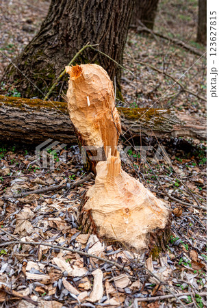 beaver-chewed tree trunks in the forest next to a stream. 123627815