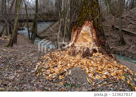beaver-chewed tree trunks in the forest next to a stream. 123627817