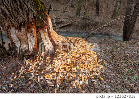 beaver-chewed tree trunks in the forest next to a stream. 123627818