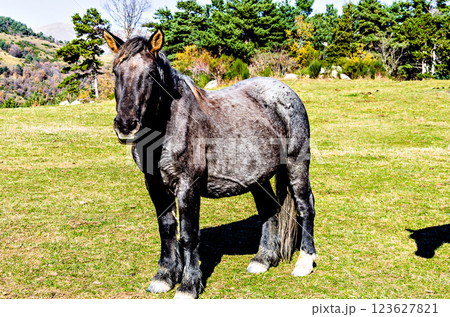 Beautiful horse grazing in the green fields of Ribes de Freser, Girona, Spain 123627821
