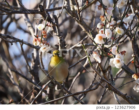 梅の花の蜜を吸うメジロ 梅の花の蜜を吸うメジロ 123627906