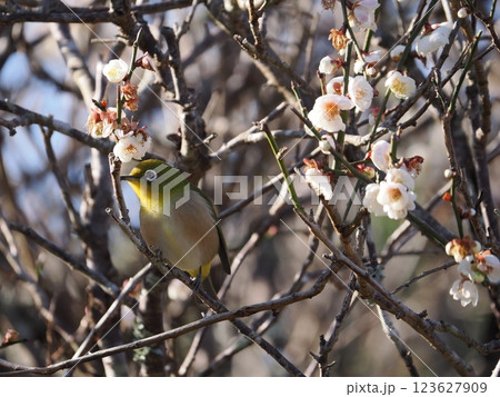 梅の花の蜜を吸うメジロ 梅の花の蜜を吸うメジロ 123627909