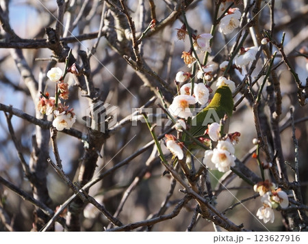 梅の花の蜜を吸うメジロ 梅の花の蜜を吸うメジロ 123627916