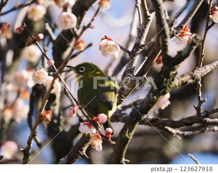 梅の花の蜜を吸うメジロ 123627918