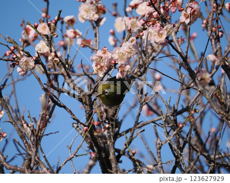梅の花の蜜を吸うメジロ 梅の花の蜜を吸うメジロ 123627929