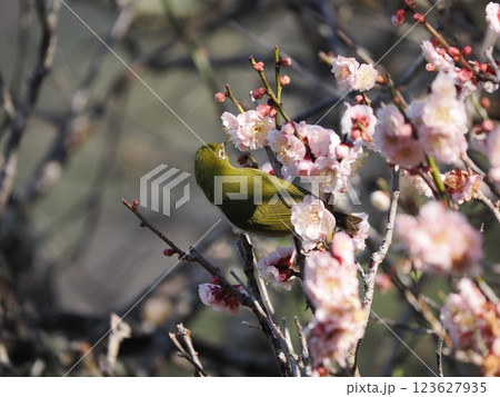 梅の花の蜜を吸うメジロ 123627935