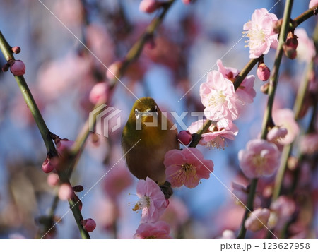 梅の花の蜜を吸うメジロ 梅の花の蜜を吸うメジロ 123627958
