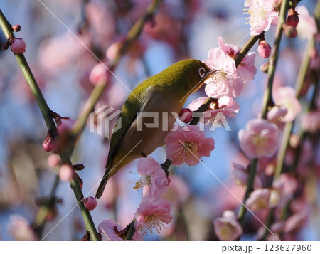 梅の花の蜜を吸うメジロ 梅の花の蜜を吸うメジロ 123627960
