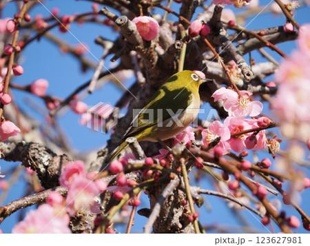 梅の花の蜜を吸うメジロ 梅の花の蜜を吸うメジロ 123627981