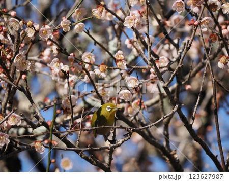 梅の花の蜜を吸うメジロ 123627987