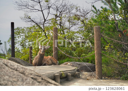 日本の厳島神社のある広島県宮島の山、弥山みせん 123628061