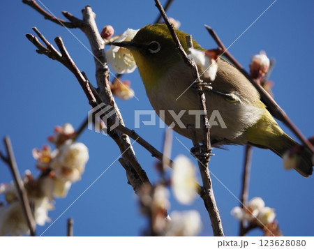 梅の花の蜜を吸うメジロ 123628080