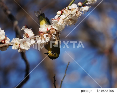 梅の花の蜜を吸うメジロ 梅の花の蜜を吸うメジロ 123628100