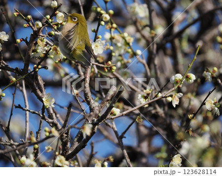 梅の花の蜜を吸うメジロ 梅の花の蜜を吸うメジロ 123628114
