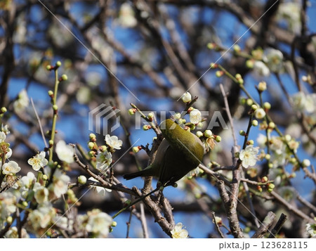 梅の花の蜜を吸うメジロ 梅の花の蜜を吸うメジロ 123628115