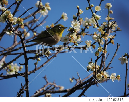 梅の花の蜜を吸うメジロ 123628124