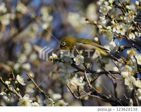 梅の花の蜜を吸うメジロ 梅の花の蜜を吸うメジロ 123628138