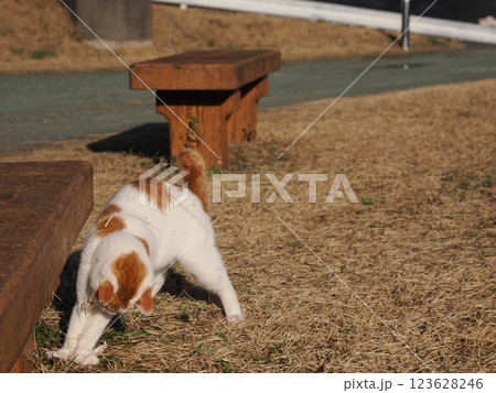 猫じゃらしで遊ぶ可愛いネコ 猫じゃらしで遊ぶ可愛いネコ 123628246