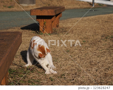 猫じゃらしで遊ぶ可愛いネコ 猫じゃらしで遊ぶ可愛いネコ 123628247