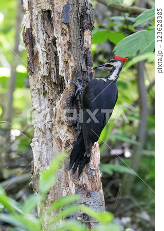 Pileated Woodpecker bird 123628385