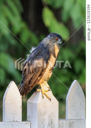 Cooper's hawk bird 123628394