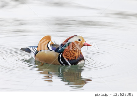 Mandarin Duck bird 123628395