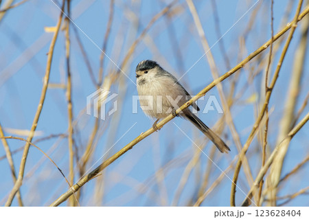 Silver-throated Tit bird Silver-throated Tit bird 123628404