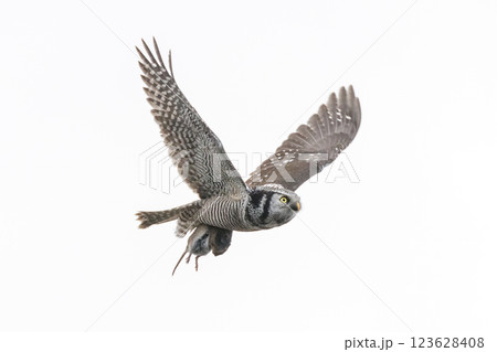 Northern hawk owl 123628408