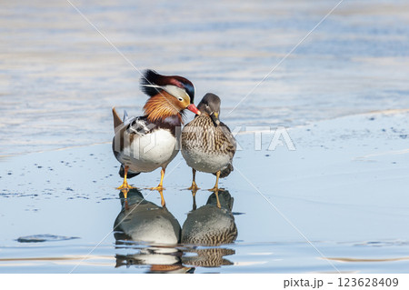 Mandarin Duck bird 123628409