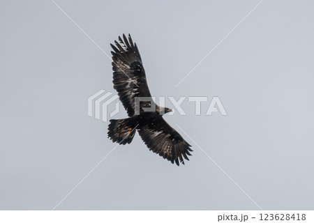 Golden eagle 123628418